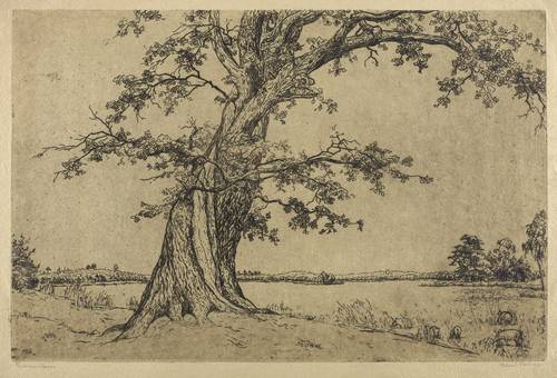 Steiniger, Ferdinand -  -  - Eiche am Wasser