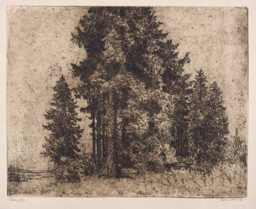 Steiniger, Ferdinand -  -  - Fichtengruppe