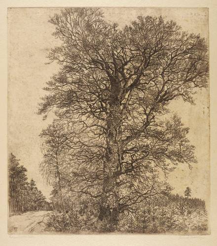 Steiniger, Ferdinand -  -  - Knospende alte Buche