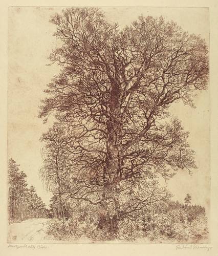 Steiniger, Ferdinand -  -  - Knospende alte Buche