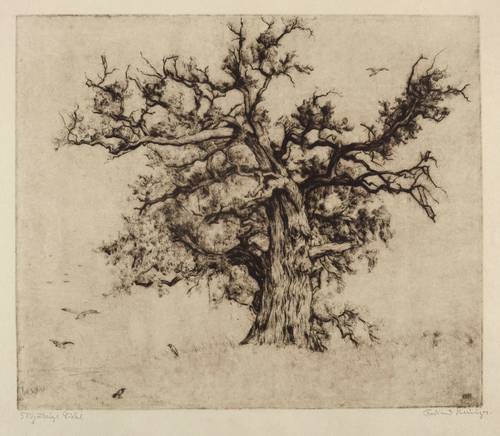 Steiniger, Ferdinand -  -  - 500jährige Eiche