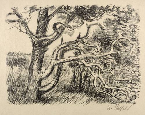 Holfeld, Karl -  -  - Windflüchter (Darß)