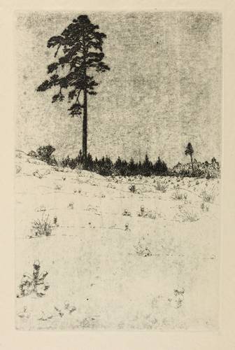 Steiniger, Ferdinand -  -  - Ohne Titel (Freistehende Kiefer)