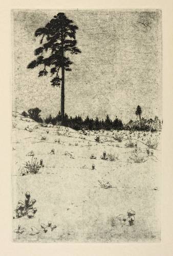 Steiniger, Ferdinand -  -  - Ohne Titel (Freistehende Kiefer)