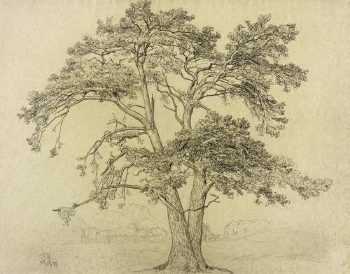 Steiniger, Ferdinand -  -  - Einsamer Baum