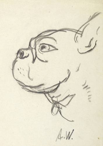 Wolfgang, Alexander -  -  - Kopf einer Bulldogge