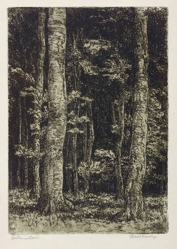 Steiniger, Ferdinand -  -  - Buchenwaldrand