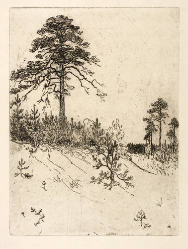 Steiniger, Ferdinand -  -  - Ohne Titel (Einsame Kiefer in der der Dresdner Heide)