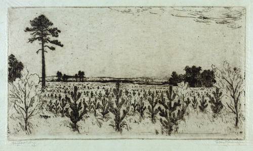 Steiniger, Ferdinand -  -  - Aufforstung