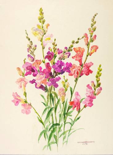 Schwertliliengewächse - Freesien - Freesien - Freesien