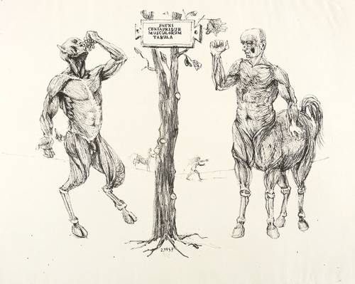 Escher, Hans -  -  - Fauni Centaurique Musculorum Tabula