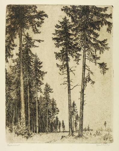 Steiniger, Ferdinand -  -  - Fichtenhochwald