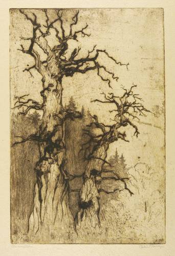 Steiniger, Ferdinand -  -  - Einsame Eichen