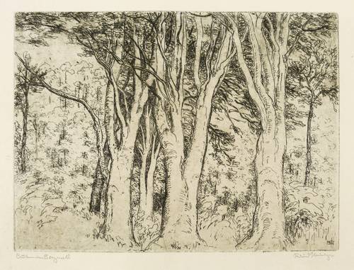 Steiniger, Ferdinand -  -  - Buchen im Bergwald