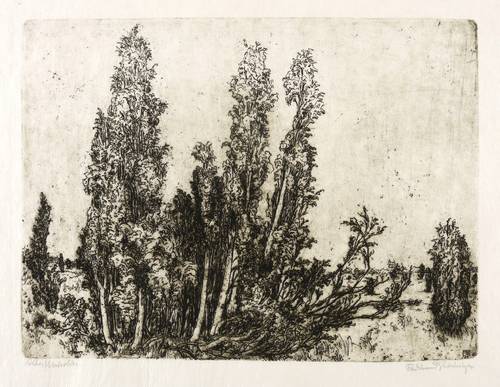 Steiniger, Ferdinand -  -  - Alter Wacholder