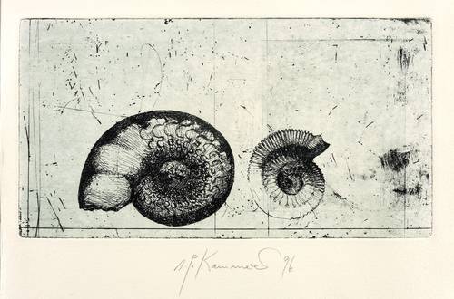 Kammerer, Anton Paul -  -  - Schneckengehäuse