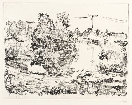 Niemeyer-Holstein, Otto -  -  - Vegetation (in Lüttenort)