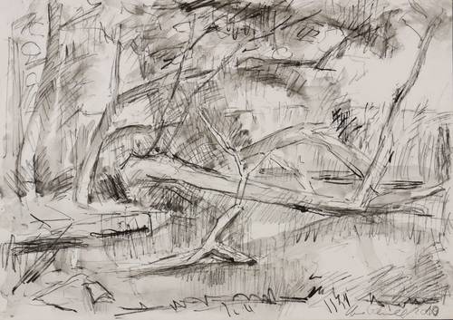 Peschel, Uwe -  -  - Umgestürzter Baum