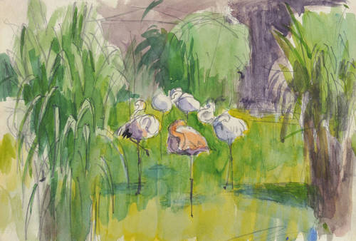 Pukall, Egon -  -  - Flamingos (Dresdner Zoo)