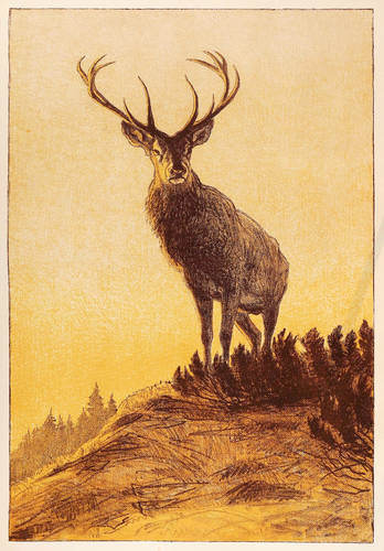 Fikentscher, Otto -  -  - Hirsch auf einer Anhöhe