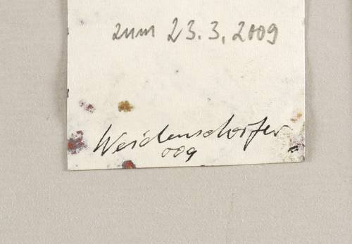 Weidensdorfer, Claus -  -  - Mädchenbüste