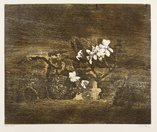 Wittig, Werner -  -  - Apfel und Apfelblüte