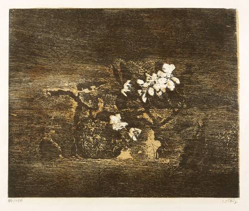 Wittig, Werner -  -  - Apfel und Apfelblüte