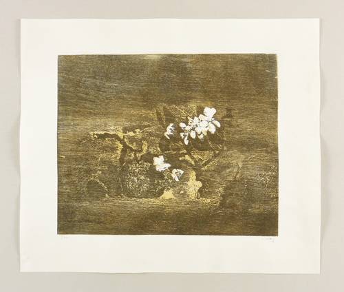 Wittig, Werner -  -  - Apfel und Apfelblüte