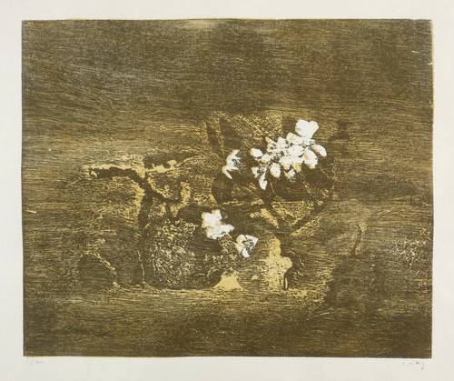 Wittig, Werner -  -  - Apfel und Apfelblüte