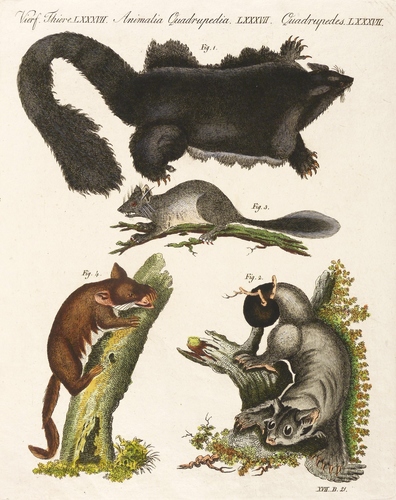 Raub- & Gleitbeutler - Großer & Mittlerer Gleithörnchenbeutler, Großer Pinselschwanzbeutler & Zwerggleitbeutler - Großer & Mittlerer Gleithörnchenbeutler, Großer Pinselschwanzbeutler & Zwerggleitbeutler - 