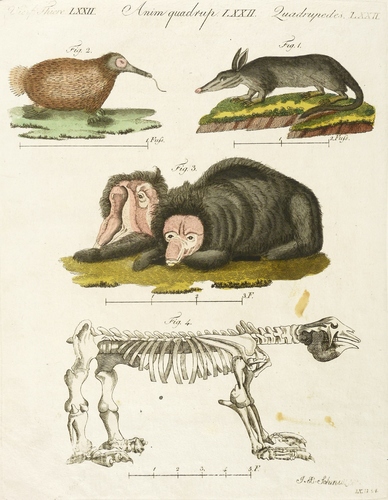 Erdferkel, Ameisenigel & Bären - Erdferkel, Kurzschnabeligel, Lippenbär & Megatherium - Erdferkel, Kurzschnabeligel, Lippenbär & Megatherium - 