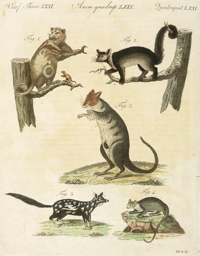 Kletterbeutler, Rattenkängurus, Beutelratten & -marder - Nordopossum, Fuchskusu, Tüpfelbeutelmarder - Nordopossum, Fuchskusu, Tüpfelbeutelmarder - 