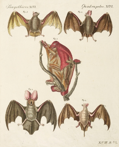 Fledertiere & Riesengleiter - Malaien-Gleitflieger, Ägypt. Schlitznase, Hufeisennase & Grabfledermaus - Malaien-Gleitflieger, Ägypt. Schlitznase, Hufeisennase & Grabfledermaus - 