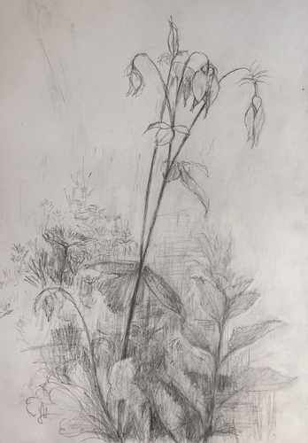 Bleidorn, Lutz - Dresdner Heide - Dresdner Heide - Akelei