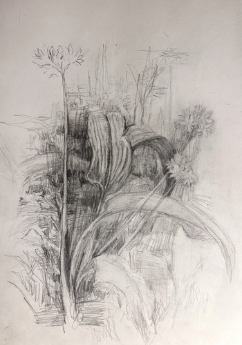 Bleidorn, Lutz - Dresdner Heide - Dresdner Heide - Blühender Bärlauch